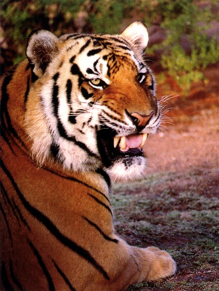 Tiger