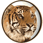 Site tiger