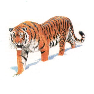 Tiger